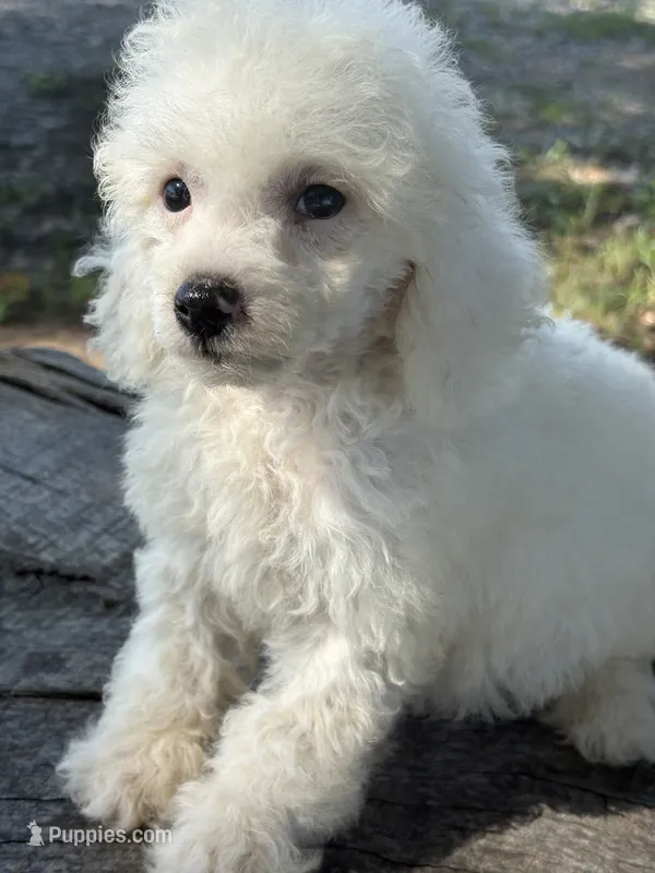 Gracie – Cockapoo, Poodle - Toy  puppy for sale in Salisbury, NC