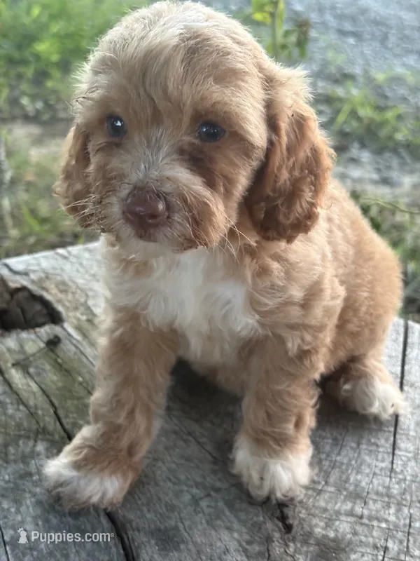 Gretta – Cockapoo, Poodle - Toy  puppy for sale in Salisbury, NC