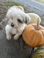 Laree, a male Yorkshire Terrier for sale in Salisbury, NC – 8 of 8