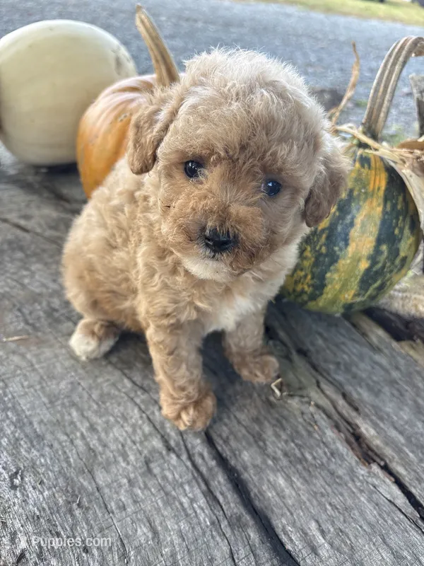 Graham – Poodle - Toy  puppy for sale in Salisbury, NC