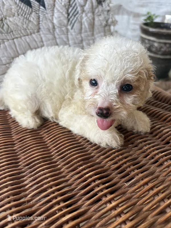 Grace – Cockapoo puppy for sale in Salisbury, NC