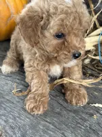 Graham, a male Cockapoo and Poodle - Toy  for sale in Salisbury, NC – 2 of 10