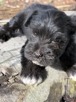 Flash, a male Miniature Schnauzer for sale in Salisbury, NC – 3 of 5
