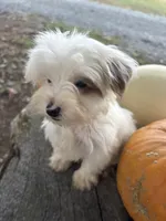 Laree, a male Yorkshire Terrier for sale in Salisbury, NC – 7 of 8