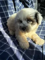 Cooper, a male Poodle - Toy  for sale in Salisbury, NC – 4 of 7