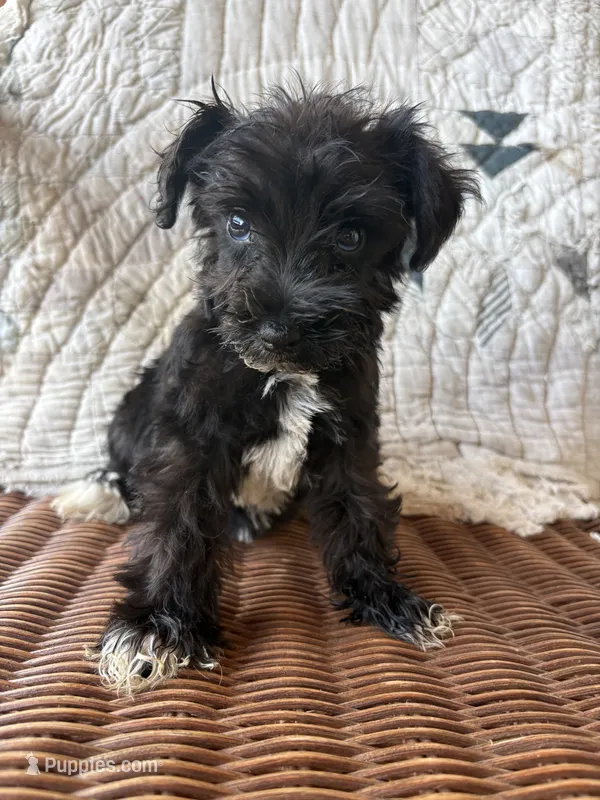 Flashy – Miniature Schnauzer puppy for sale in Salisbury, NC