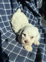 Goose, a male Cockapoo and Poodle - Toy  for sale in Salisbury, NC – 3 of 6