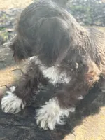Fancy, a female Miniature Schnauzer for sale in Salisbury, NC – 5 of 10