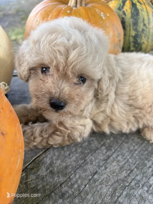 Cracker – Poodle - Toy  puppy for sale in Salisbury, NC