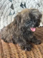 Titan, a male Yorkshire Terrier for sale in Salisbury, NC – 7 of 10