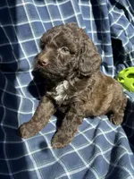 Gavin, a male Cockapoo and Poodle - Toy  for sale in Salisbury, NC – 2 of 5