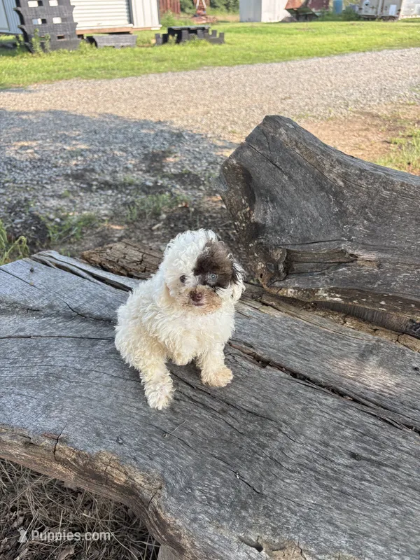 Special – Poodle - Toy  puppy for sale in Salisbury, NC