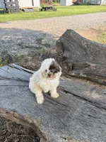 Special, a female Poodle - Toy  for sale in Salisbury, NC – 1 of 4