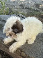Special, a female Poodle - Toy  for sale in Salisbury, NC – 4 of 4