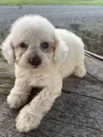 Grace, a female Cockapoo for sale in Salisbury, NC – 9 of 9