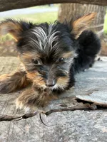 Handsome, a male Yorkshire Terrier for sale in Salisbury, NC – 2 of 5