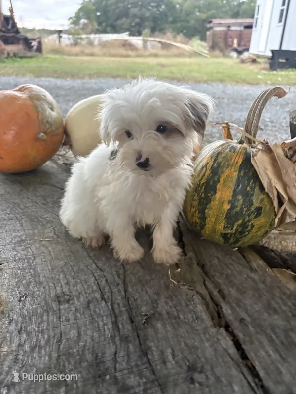 Laree – Yorkshire Terrier puppy for sale in Salisbury, NC