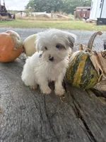 Laree, a male Yorkshire Terrier for sale in Salisbury, NC – 1 of 8