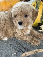 Graham, a male Cockapoo and Poodle - Toy  for sale in Salisbury, NC – 3 of 10