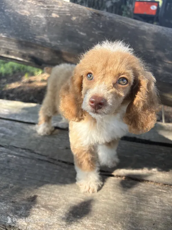 Gigi – Cockapoo, Poodle - Toy  puppy for sale in Salisbury, NC