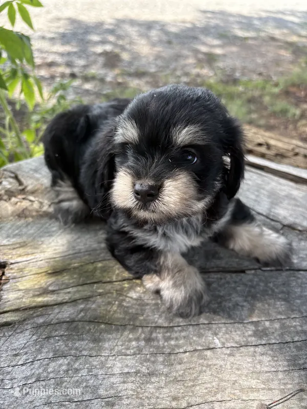 Hank – Cockapoo puppy for sale in Salisbury, NC