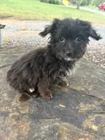 Curlee, a male Yorkipoo and Yorkshire Terrier for sale in Salisbury, NC – 3 of 4