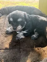 Hank, a male Cockapoo for sale in Salisbury, NC – 3 of 4