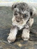 L T guy, a male Miniature Schnauzer for sale in Salisbury, NC – 3 of 4