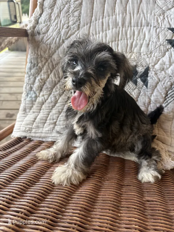 Salty girl – Miniature Schnauzer puppy for sale in Salisbury, NC