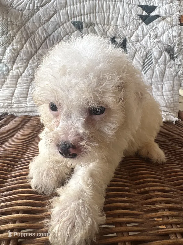 Gracie – Cockapoo, Poodle - Toy  puppy for sale in Salisbury, NC