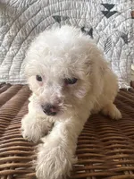 Gracie, a female Cockapoo and Poodle - Toy  for sale in Salisbury, NC – 1 of 3