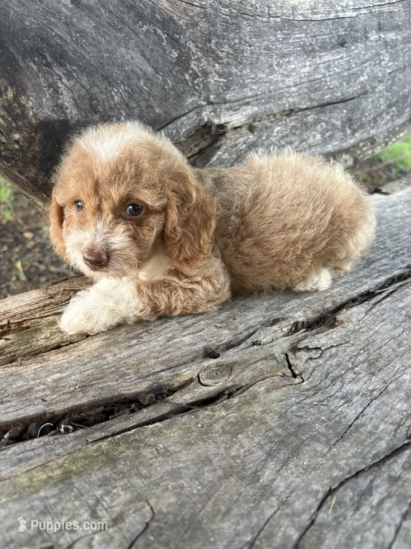 Gigi – Cockapoo, Poodle - Toy  puppy for sale in Salisbury, NC