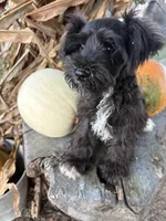 Flashy, a female Miniature Schnauzer for sale in Salisbury, NC – 2 of 8
