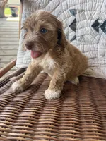 Gretta, a female Cockapoo and Poodle - Toy  for sale in Salisbury, NC – 4 of 4