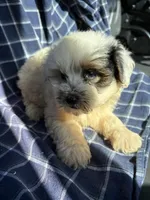 Cooper, a male Poodle - Toy  for sale in Salisbury, NC – 3 of 7