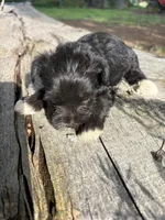 Flashy, a female Miniature Schnauzer for sale in Salisbury, NC – 3 of 5