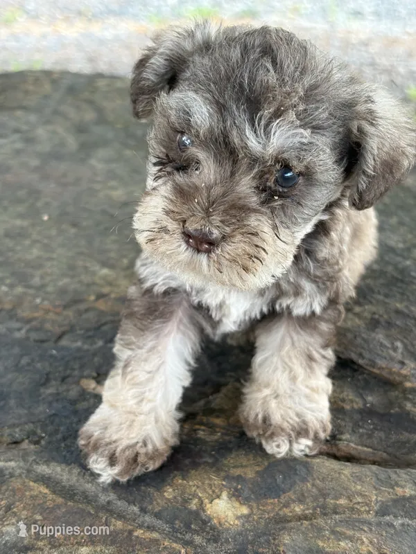 L T guy – Miniature Schnauzer puppy for sale in Salisbury, NC