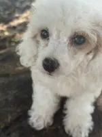 Grace, a female Cockapoo for sale in Salisbury, NC – 6 of 9