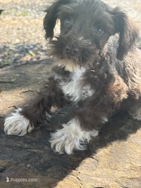 Fancy – Miniature Schnauzer puppy for sale in Salisbury, NC