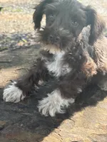 Fancy, a female Miniature Schnauzer for sale in Salisbury, NC – 1 of 10
