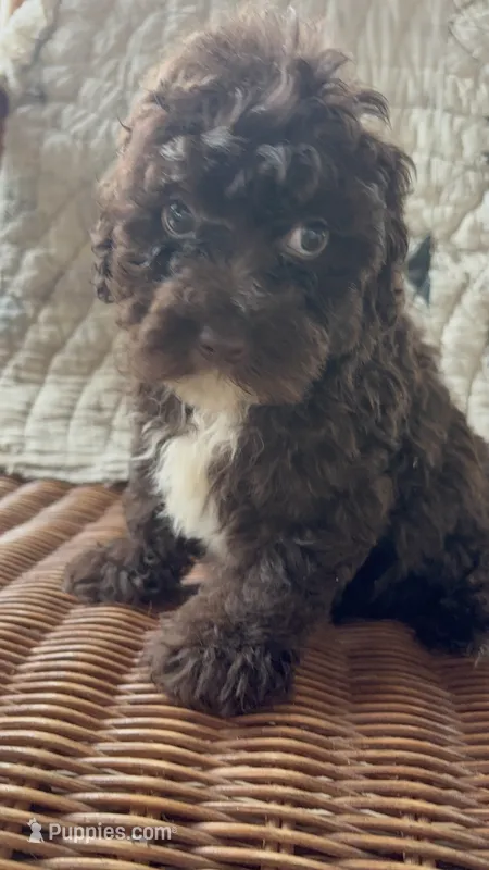Hershel – Poodle - Toy  puppy for sale in Salisbury, NC