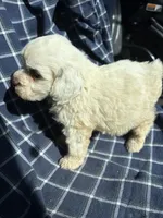Goose, a male Cockapoo and Poodle - Toy  for sale in Salisbury, NC – 5 of 6