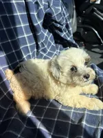 Cooper, a male Poodle - Toy  for sale in Salisbury, NC – 6 of 7