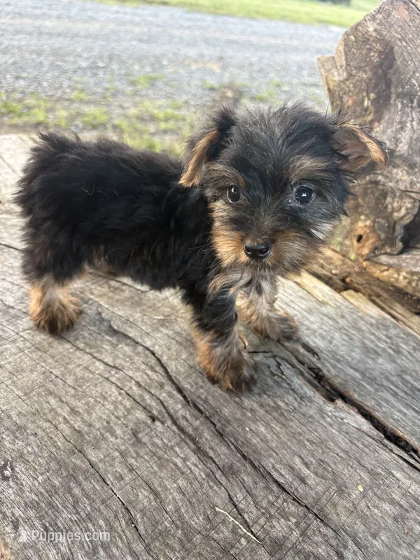 Snazzy – Yorkshire Terrier puppy for sale in Salisbury, NC