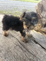 Snazzy, a female Yorkshire Terrier for sale in Salisbury, NC – 1 of 4