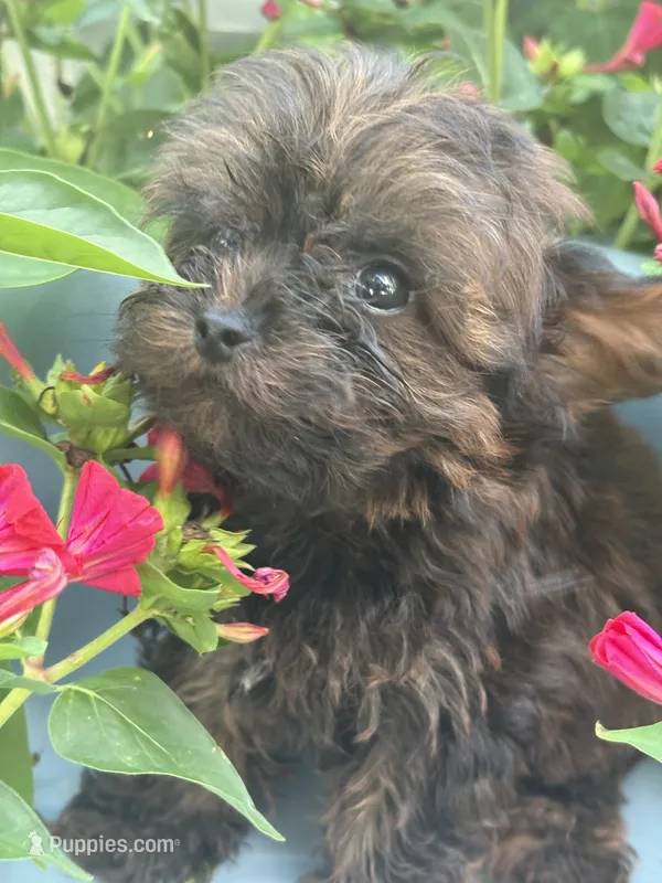 Titan – Yorkshire Terrier puppy for sale in Salisbury, NC