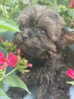 Titan, a male Yorkshire Terrier for sale in Salisbury, NC – 3 of 6