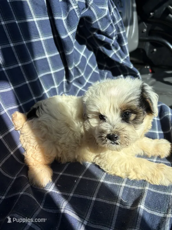 Cooper – Poodle - Toy  puppy for sale in Salisbury, NC