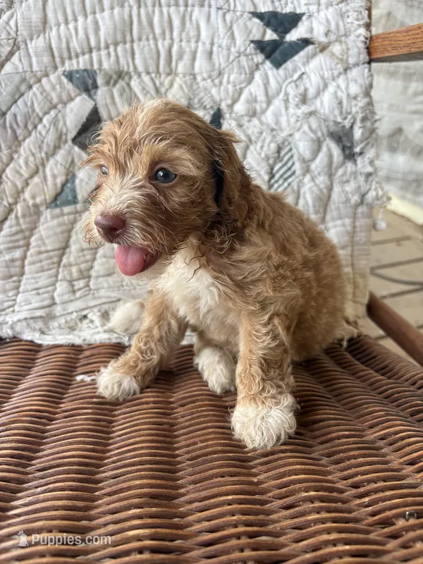 Gretta – Cockapoo, Poodle - Toy  puppy for sale in Salisbury, NC