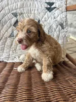 Gretta, a female Cockapoo and Poodle - Toy  for sale in Salisbury, NC – 1 of 4